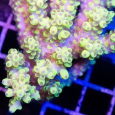 画像2: IF Acropora Ultra No.45 (2)