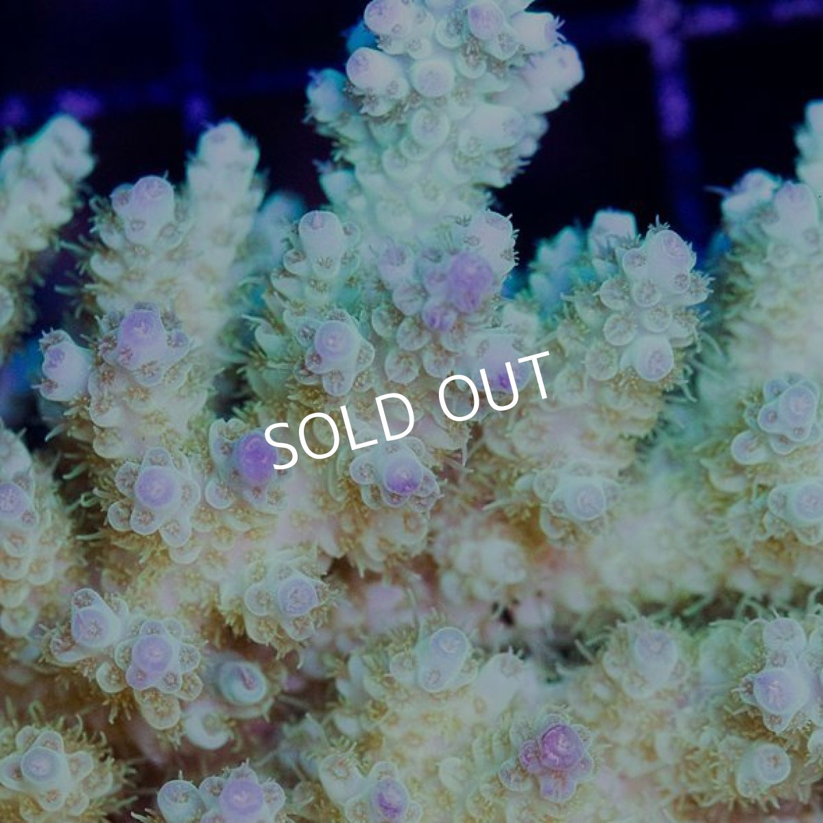 画像3: IF Acropora Ultra No.38 (3)