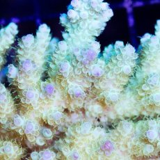 画像3: IF Acropora Ultra No.38 (3)