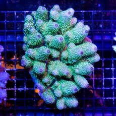 画像1: IF Acropora Ultra No.36 (1)