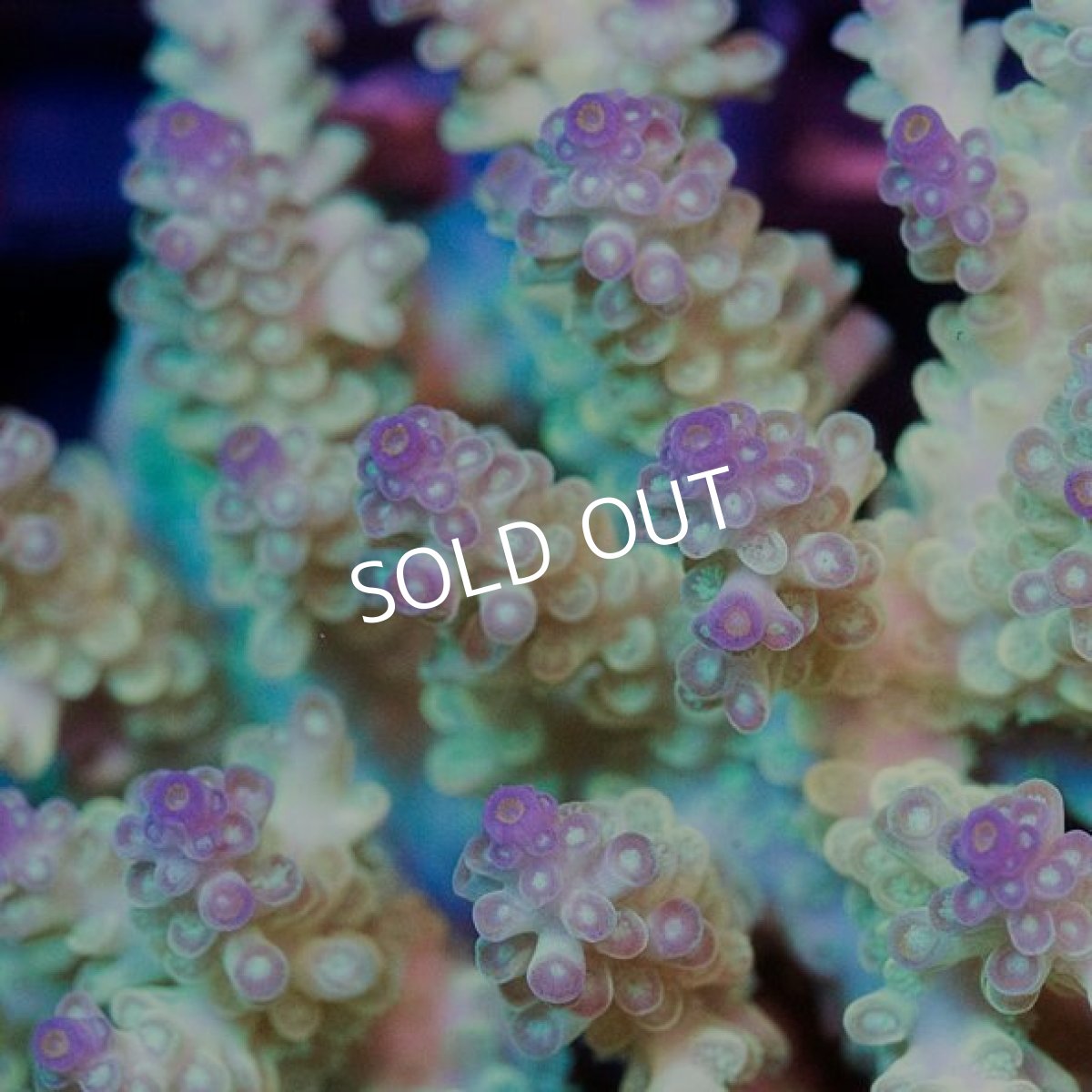 画像2: IF Acropora Ultra No.37 (2)