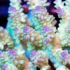 画像2: IF Acropora Ultra No.37 (2)