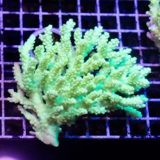 画像1: IF Acropora Ultra No.46 (1)