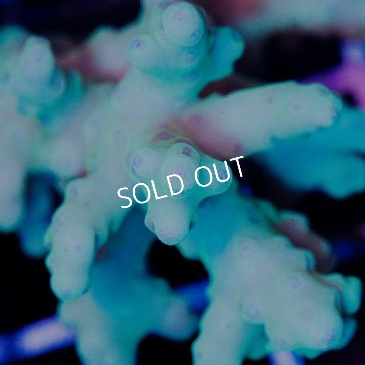 画像2: IF Acropora Kodama No.42 (2)