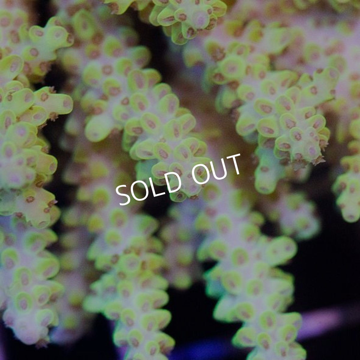 画像2: IF Acropora Ultra No.43 (2)