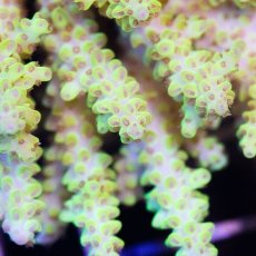 画像2: IF Acropora Ultra No.43 (2)