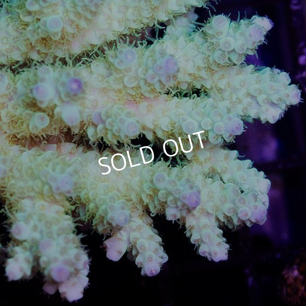 画像2: IF Acropora Ultra No.38 (2)