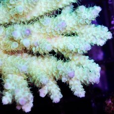 画像2: IF Acropora Ultra No.38 (2)