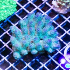 画像1: IF Acropora Ultra No.47 (1)