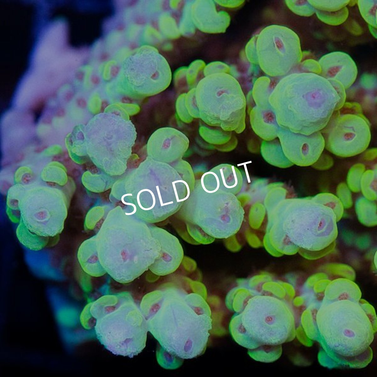 画像2: IF Acropora Ultra No.40 (2)