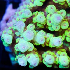 画像2: IF Acropora Ultra No.40 (2)