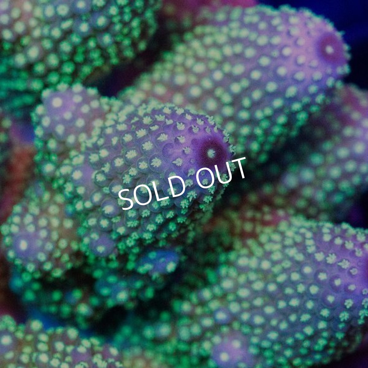 画像2: IF Acropora Ultra No.36 (2)