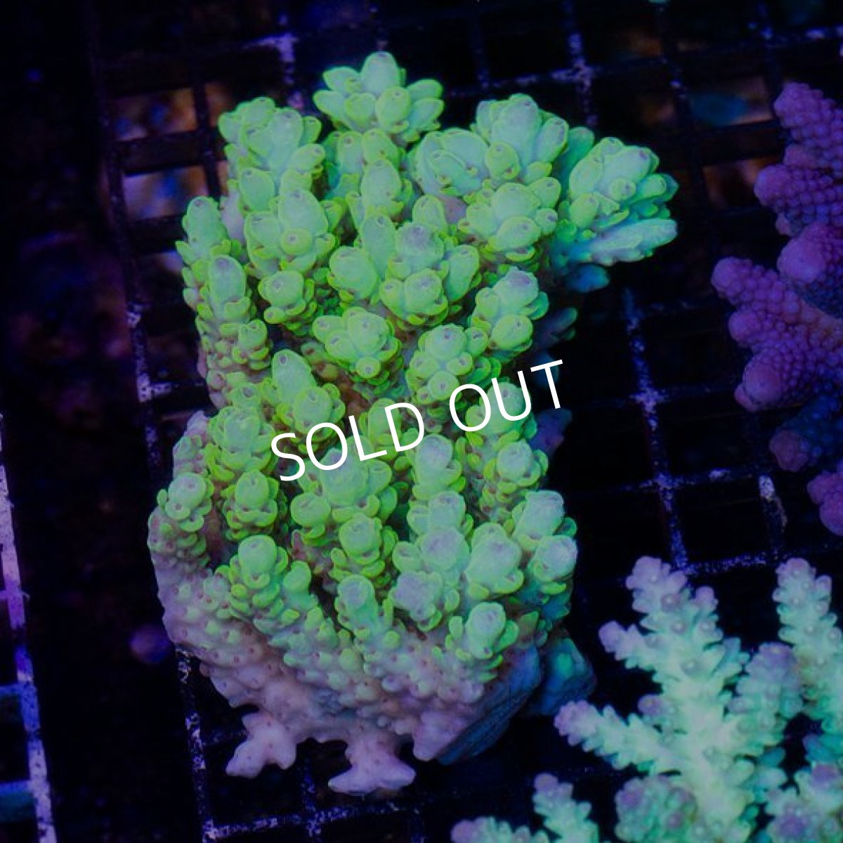 画像1: IF Acropora Ultra No.40 (1)