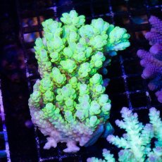 画像1: IF Acropora Ultra No.40 (1)