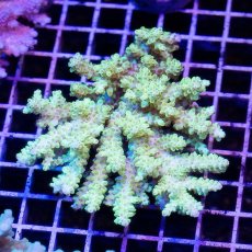 画像1: IF Acropora Ultra No.43 (1)