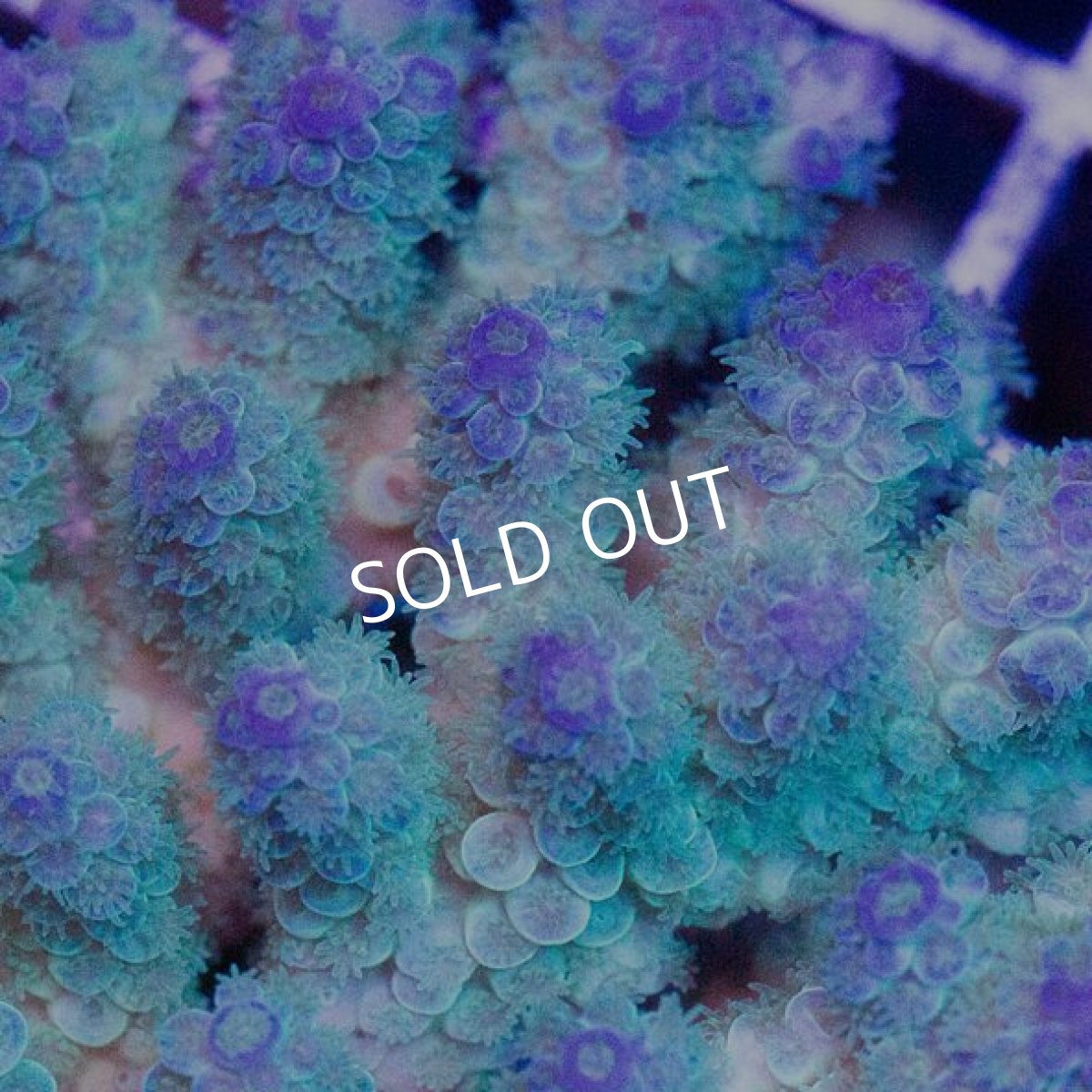 画像2: IF Acropora Ultra No.47 (2)