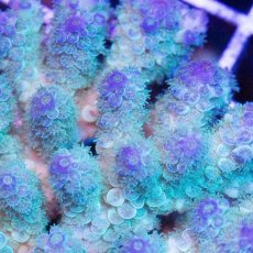 画像2: IF Acropora Ultra No.47 (2)