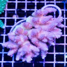 画像1: IF Acropora Ultra No.48 (1)