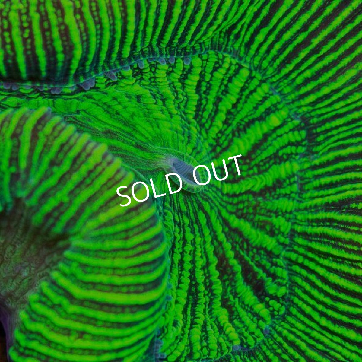 画像2: IF Trachy Green (2)