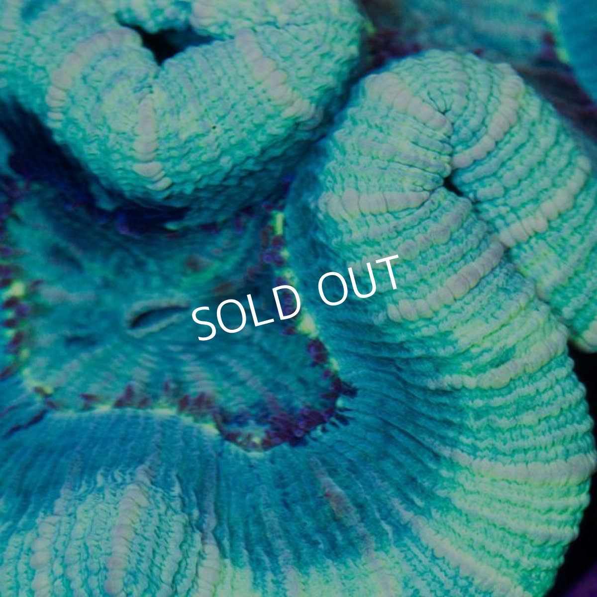 画像2: IF Trachy (2)