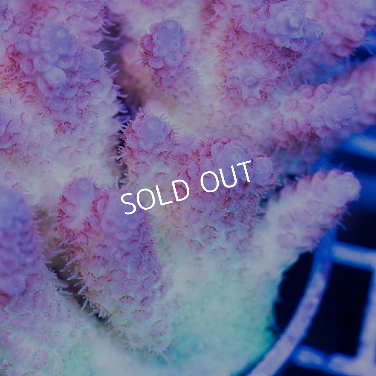 画像2: IF Acropora Ultra No.48 (2)