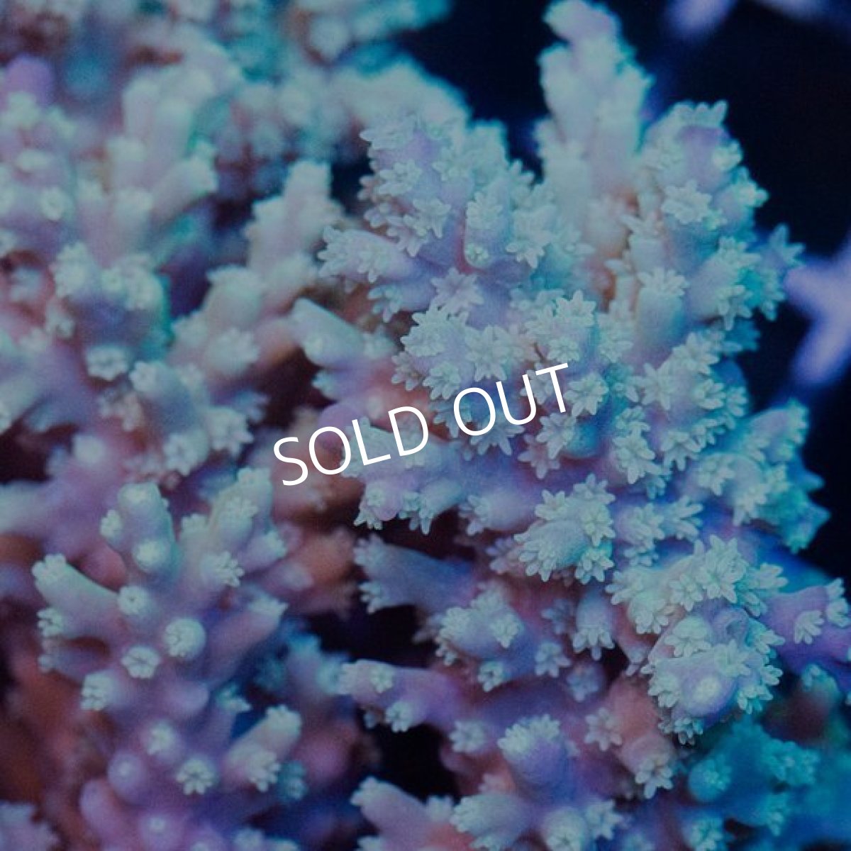 画像2: IF Acropora Ultra No.52 (2)