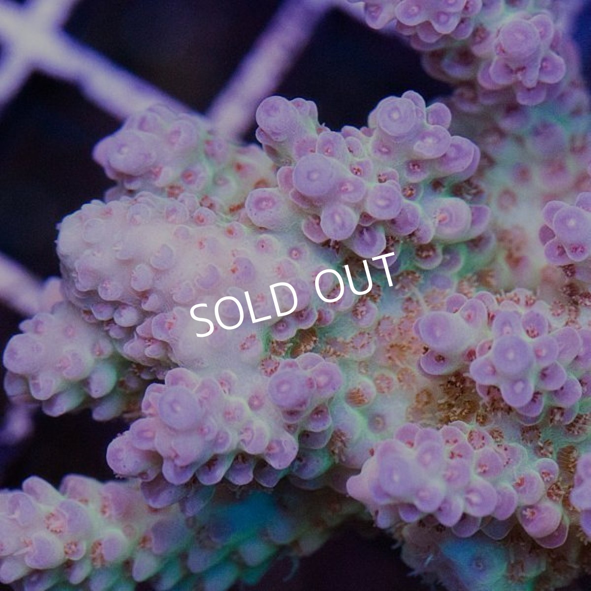 画像2: IF Acropora Ultra No.55 (2)