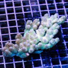 画像1: IF Acropora Ultra No.57 (1)