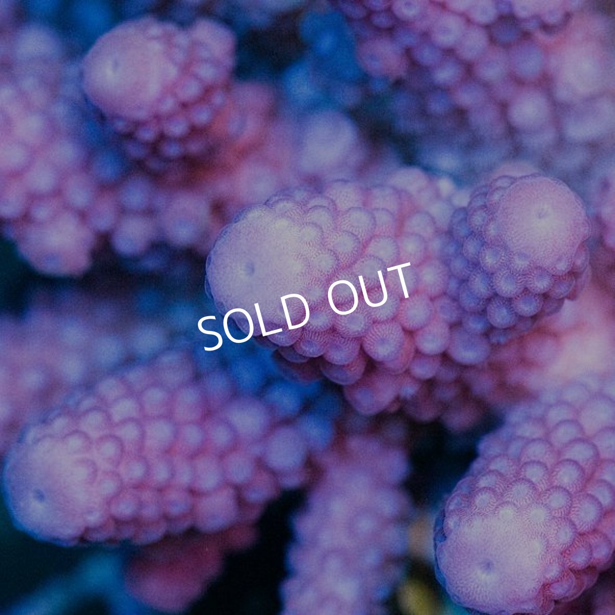 画像2: IF Acropora Ultra No.51 (2)