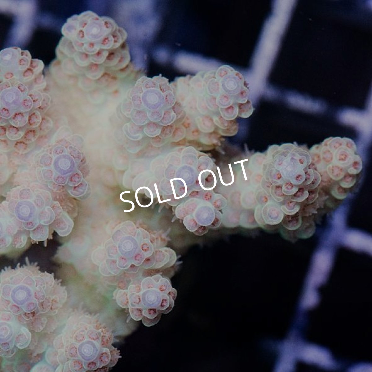 画像3: IF Acropora Ultra No.57 (3)