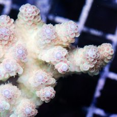 画像3: IF Acropora Ultra No.57 (3)