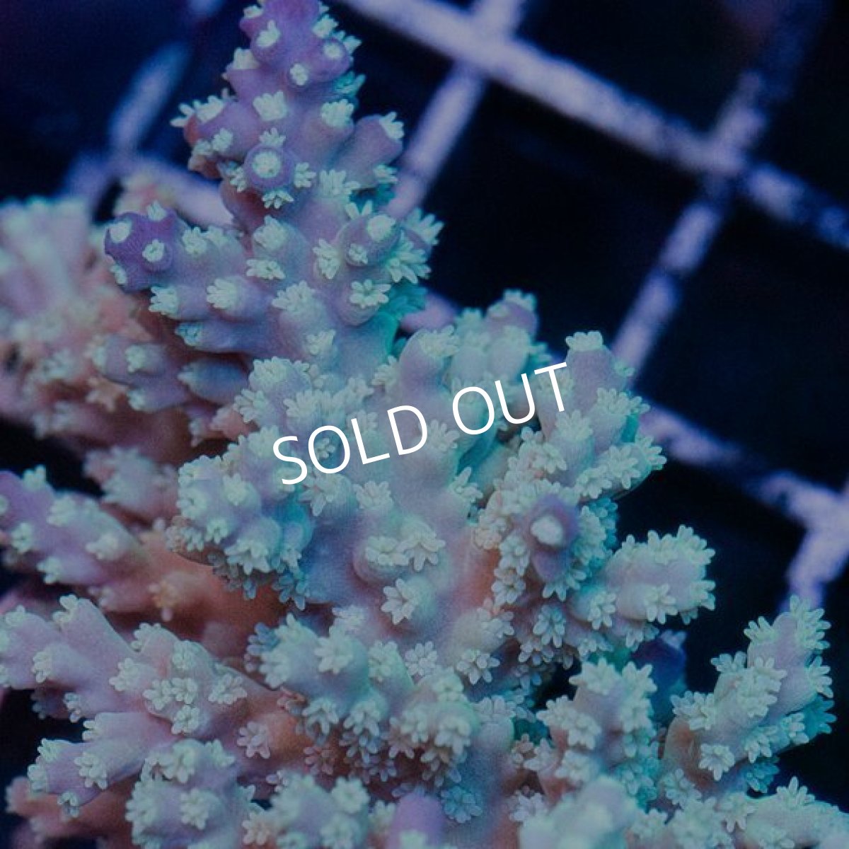 画像3: IF Acropora Ultra No.52 (3)