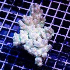 画像2: IF Acropora Ultra No.57 (2)