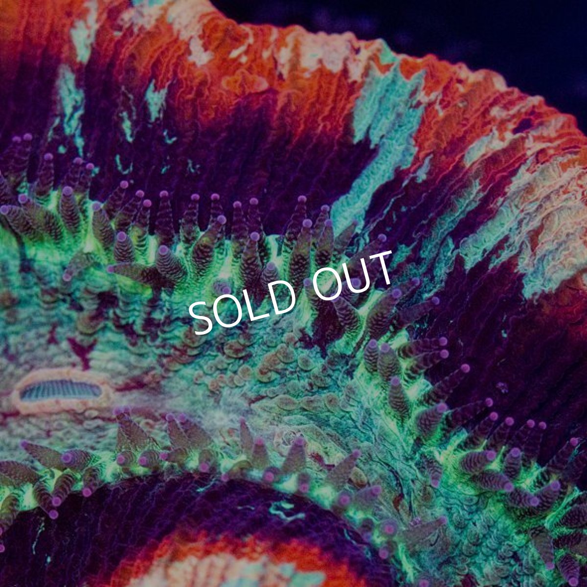 画像2: IF Trachy Red (2)