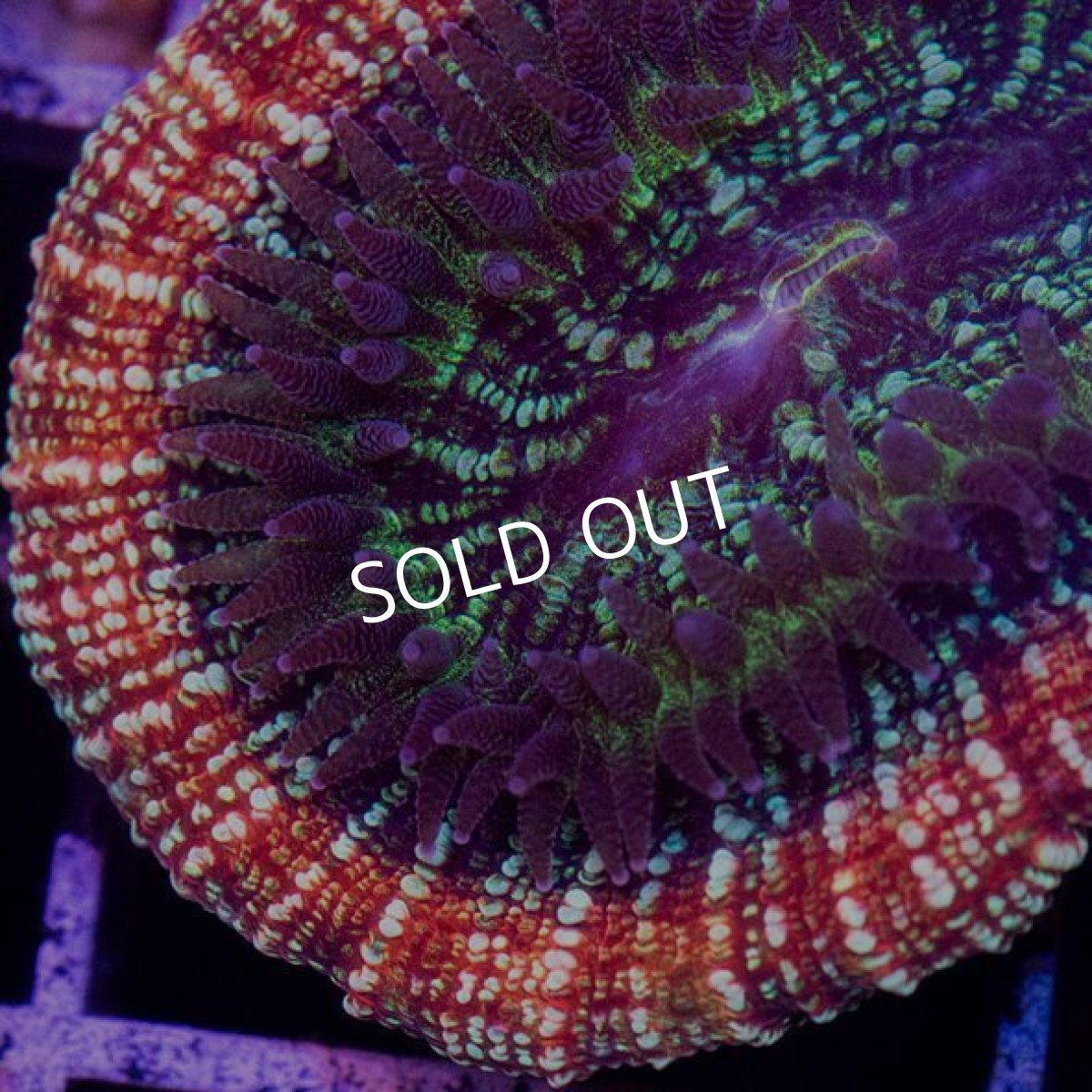 画像2: IF Trachy (2)