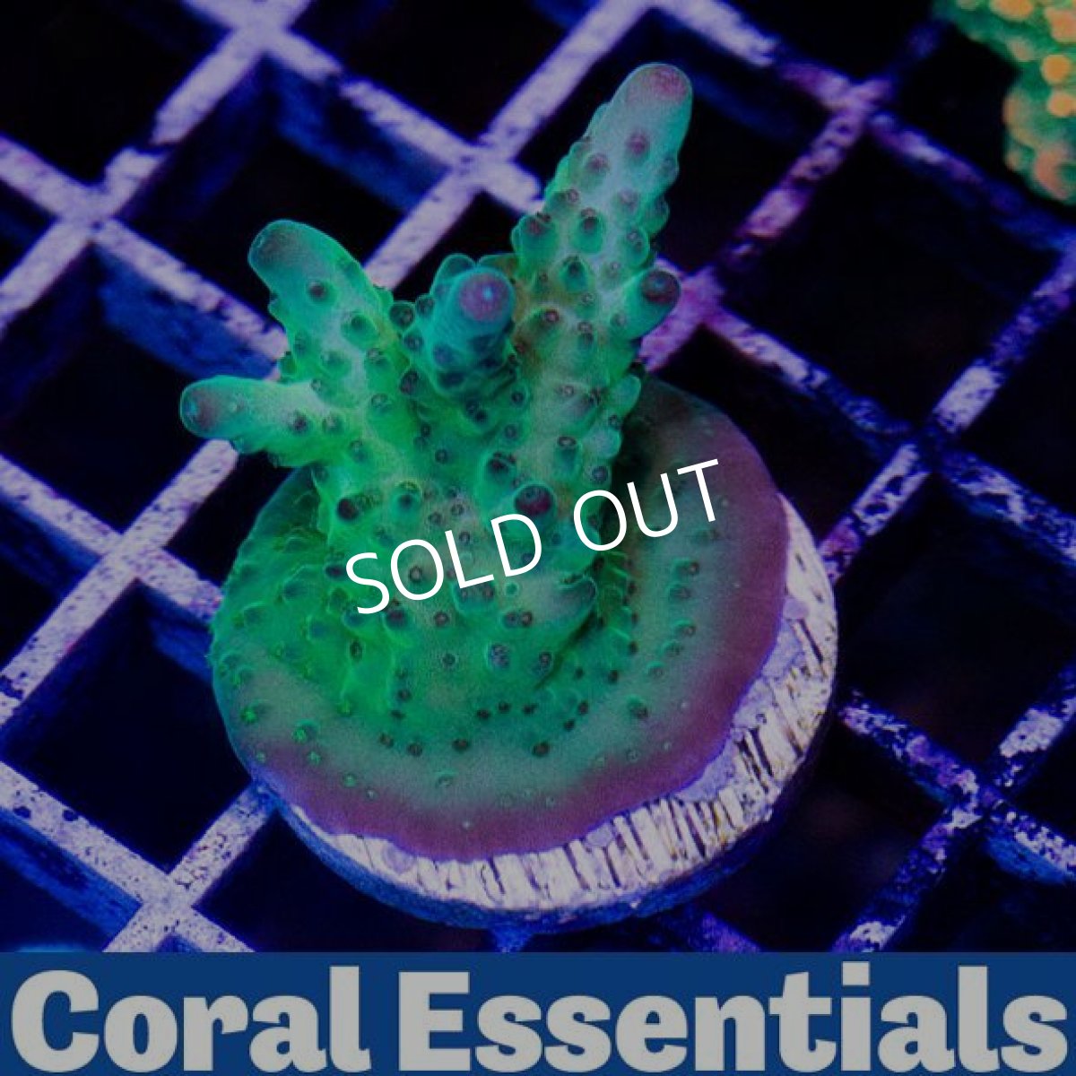 画像2: CE Loripes Biue Tip (2)