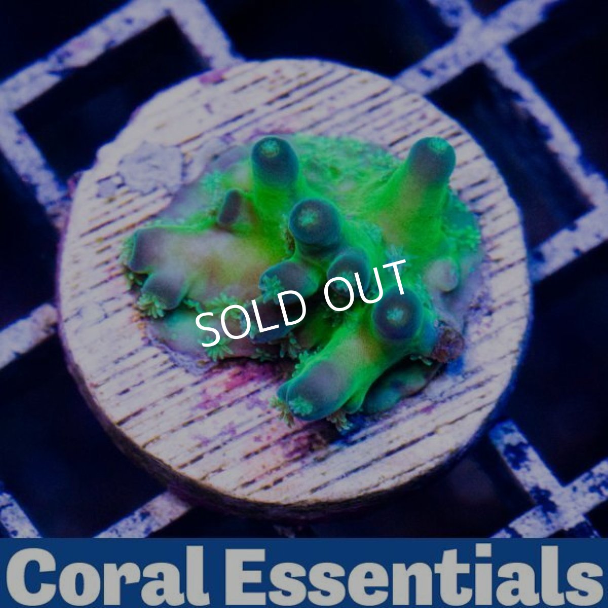 画像2: CE Fakeinata Gn/Pur No.2 (2)