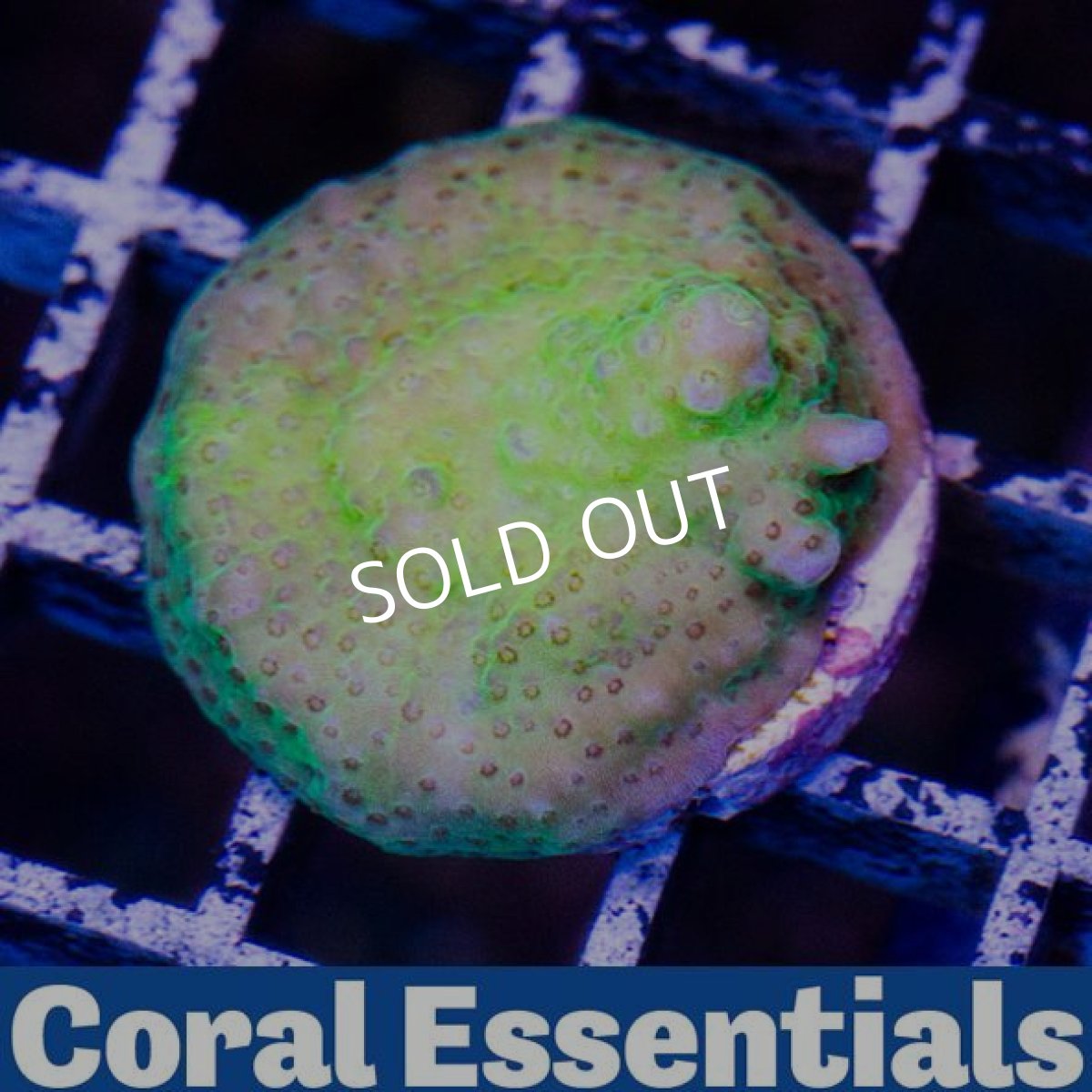 画像2: CE A-Bomb (2)