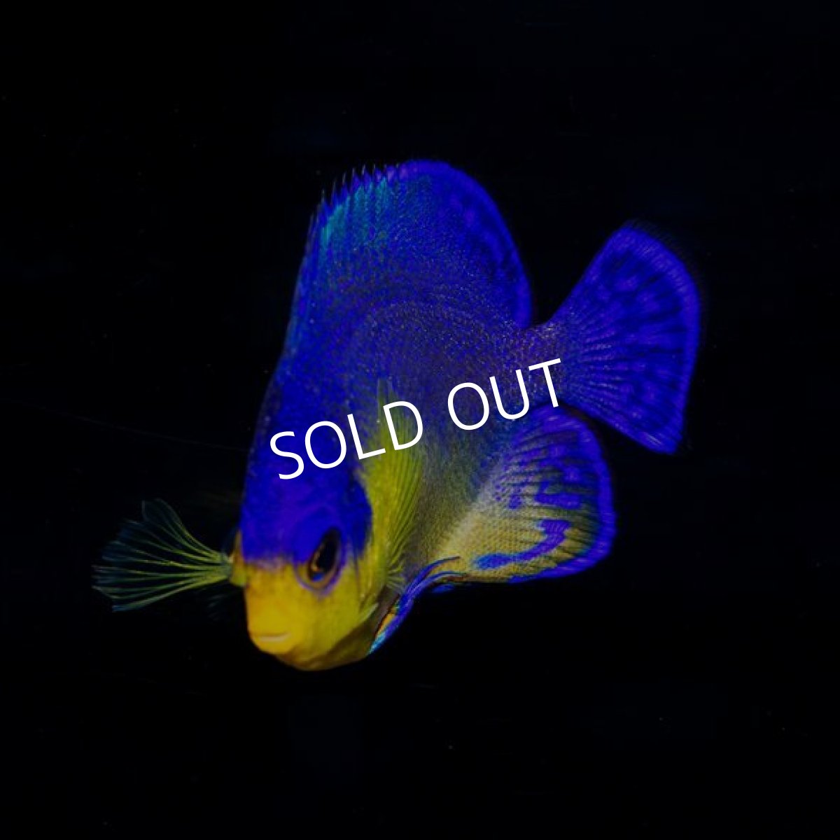 画像3: ■SALE■ スミレヤッコ 八重山産 (3)