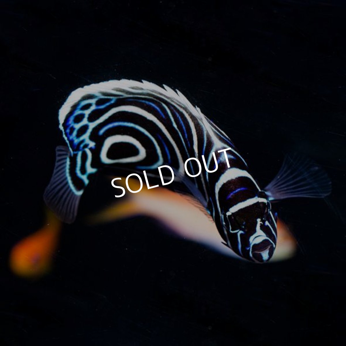 画像2: ウズマキ 八重山産 (2)