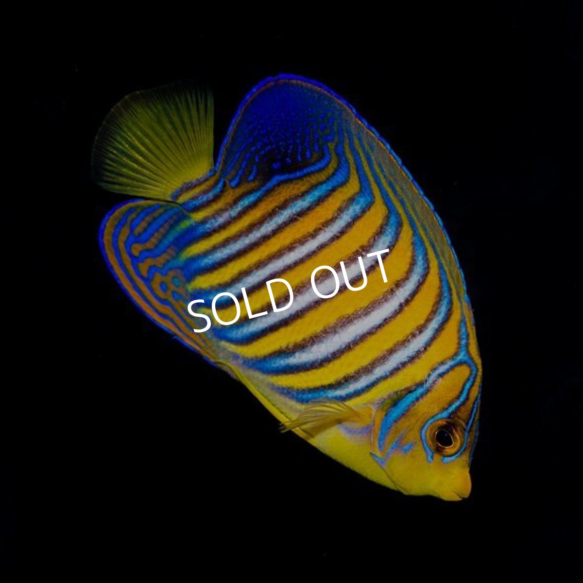 画像2: インドニシキヤッコ (2)