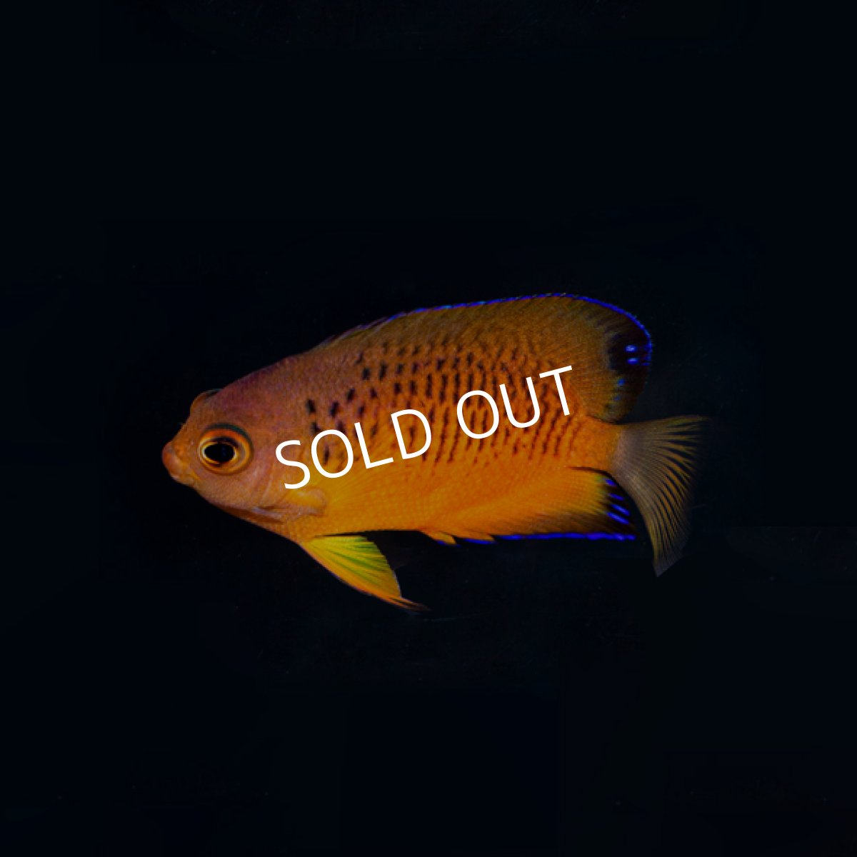 画像2: ダイダイヤッコ (2)