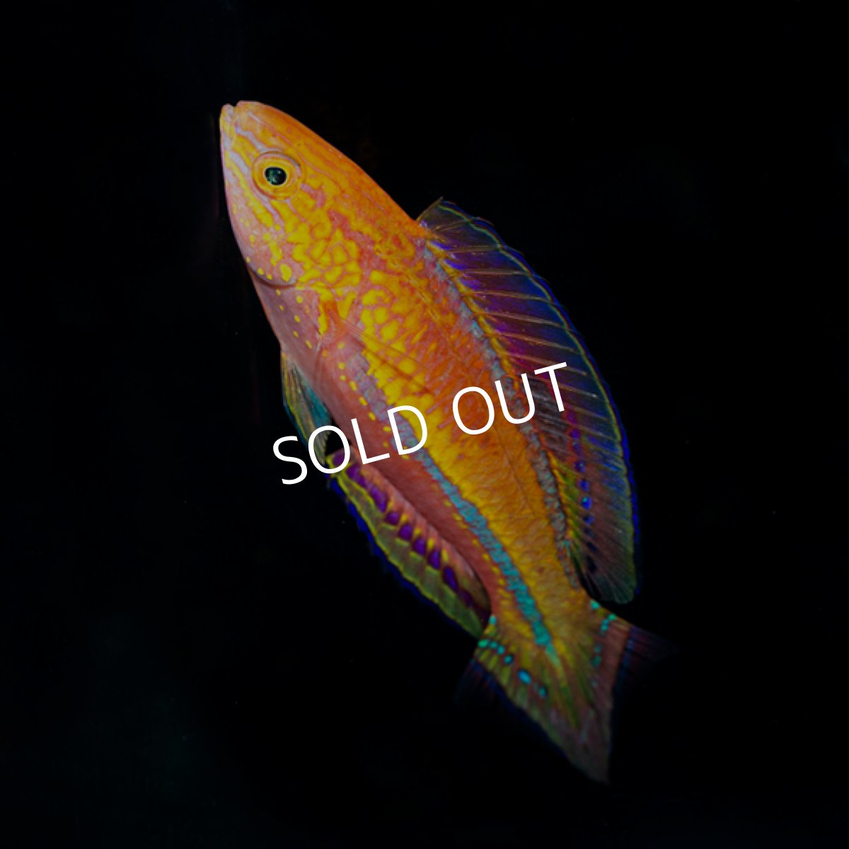 画像2: ピンテールラス (2)