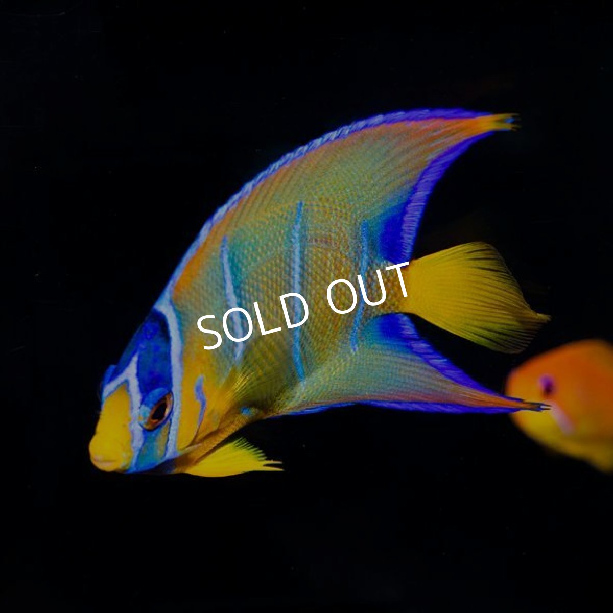 画像2: クイーンエンゼル　SM　カリブ (2)