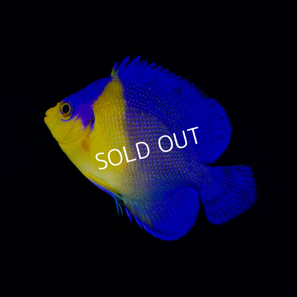 画像2: スミレヤッコ　SM　八重山産　No.2 (2)