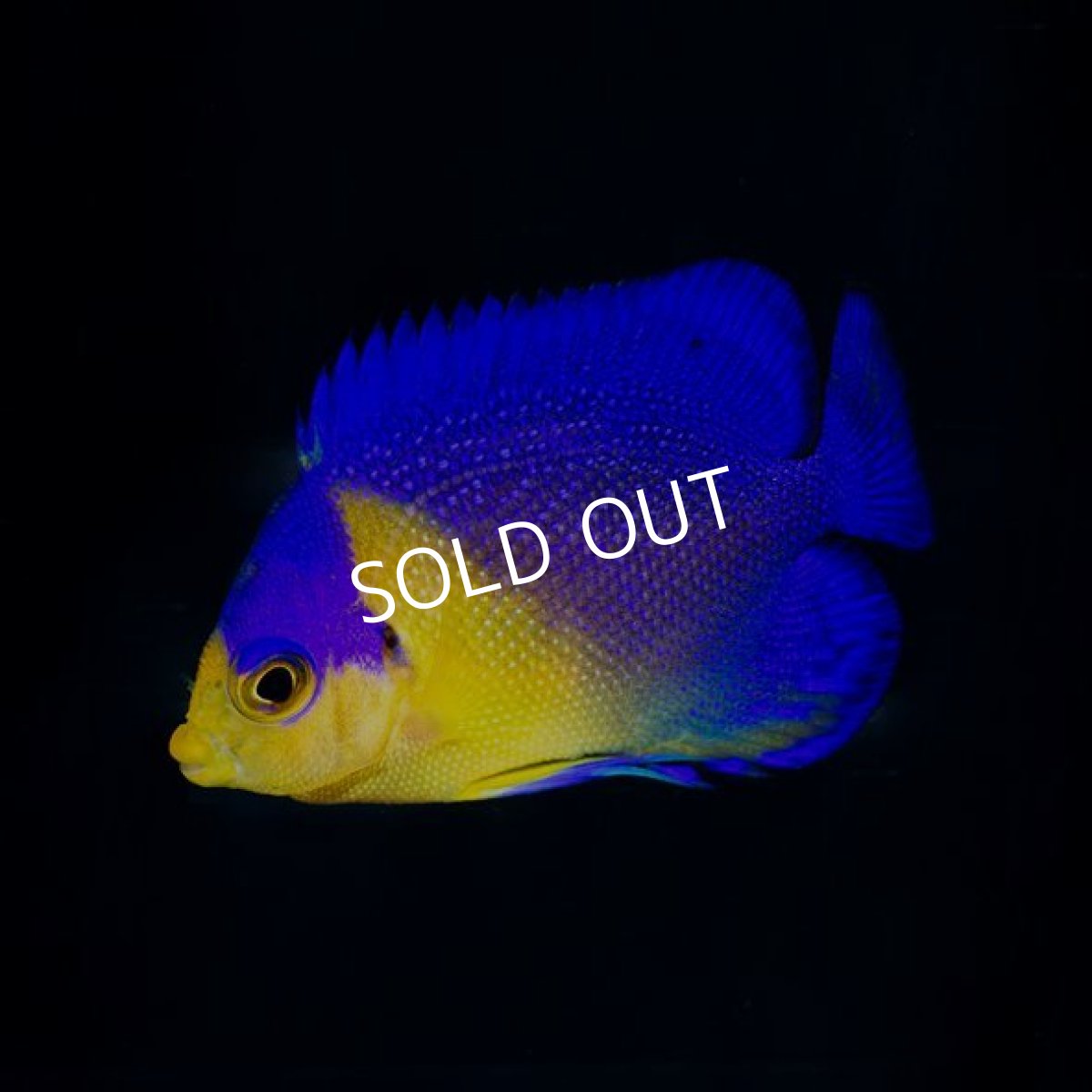 画像2: スミレヤッコ SM 八重山産 No.1 (2)