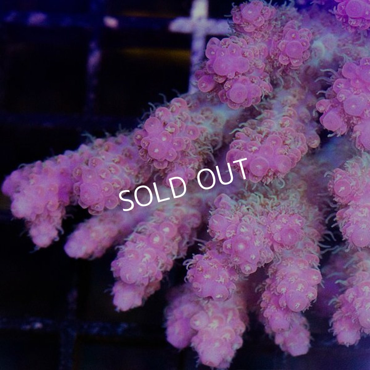 画像3: IF Acropora Ultra No.65 (3)