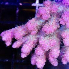 画像3: IF Acropora Ultra No.65 (3)