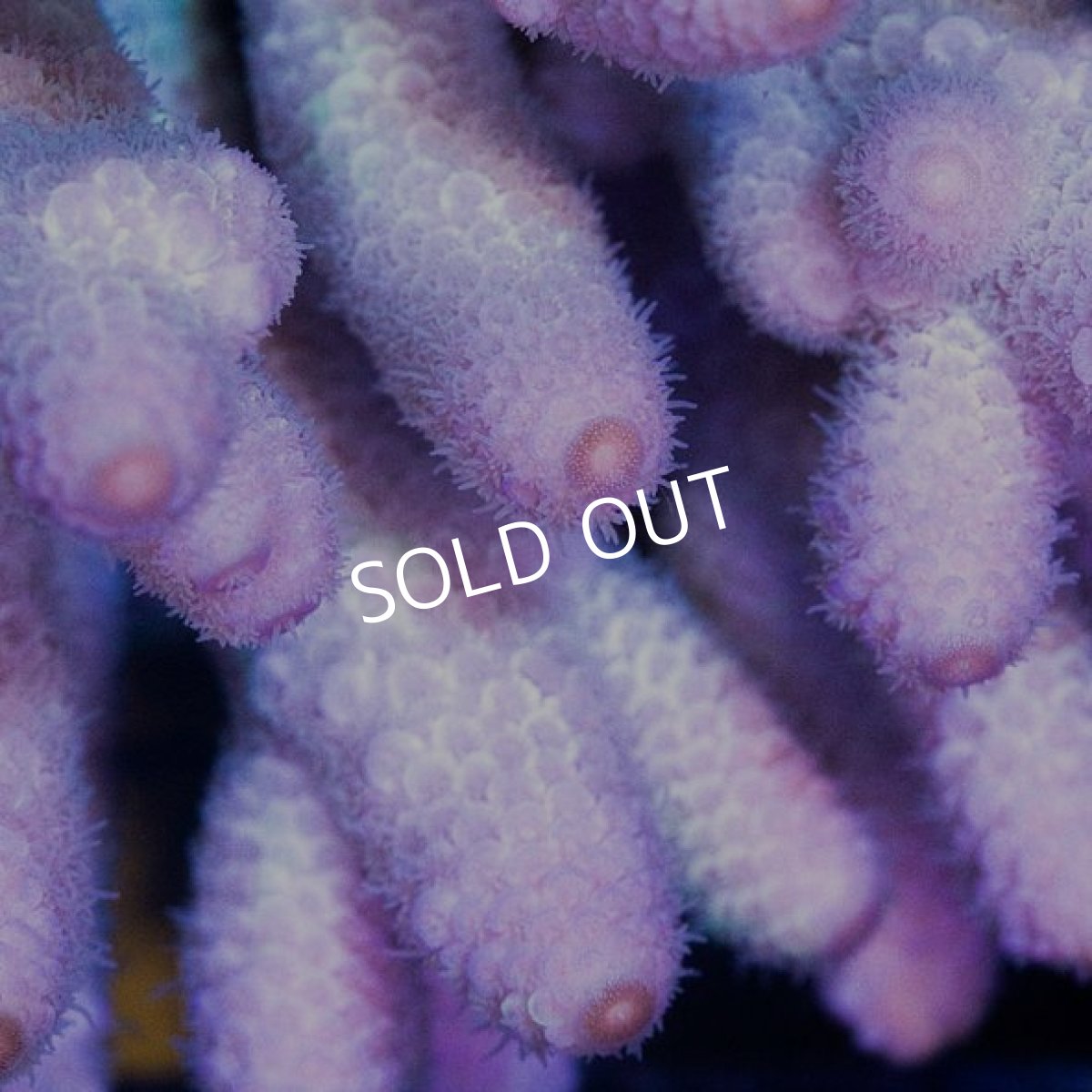 画像2: IF Acropora Ultra No.60 (2)