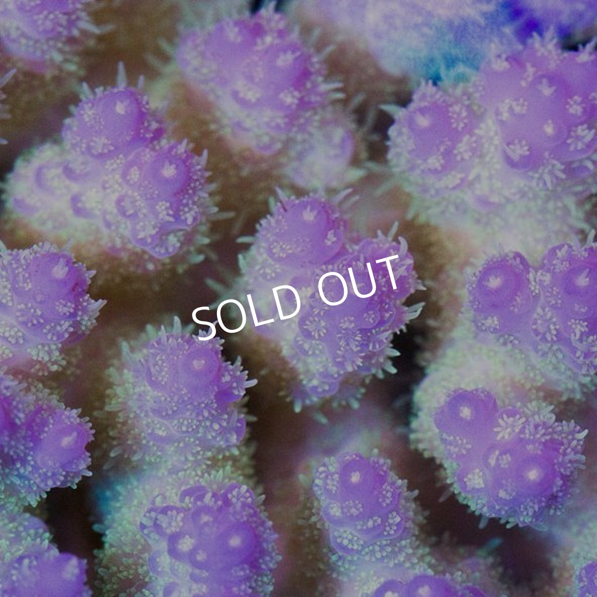 画像4: IF Acropora Ultra No.63 (4)